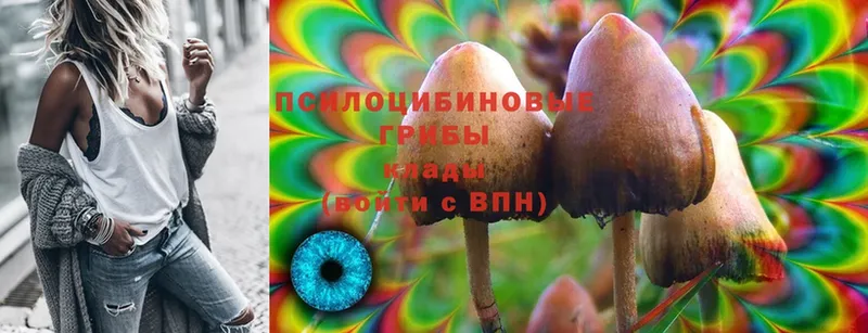 Псилоцибиновые грибы Cubensis Владимир